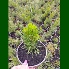 Pinus mugo Pumila - Patuljasti bor Pumila
